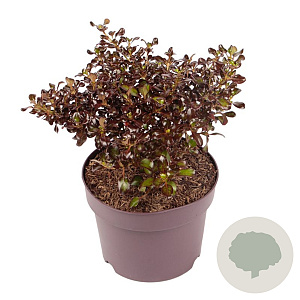 Coprosma 'Chocolate Soldier' 20-25 cm 3,0L