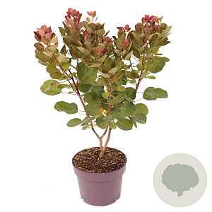 Cotinus cog. Flamissio 50-60 cm 30L