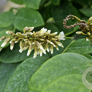 Maackia amurensis 6-8 HO draadkluit