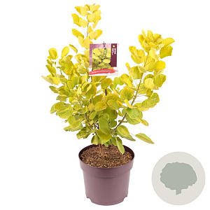 Cotinus cog. Golden Spirit 50-60 cm 7,5L