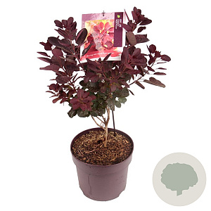 Cotinus cog. 'Royal Purple' 60 cm 7,5L