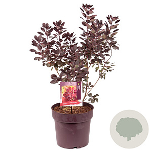 Cotinus cog. 'Royal Purple' 60-80 cm 20L
