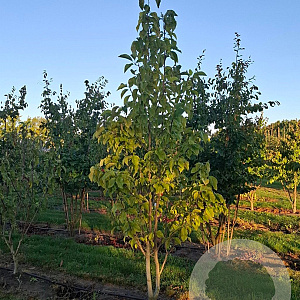 Magnolia brookl. 'Yellow Bird' 175-200 cm draadkluit meerstammig