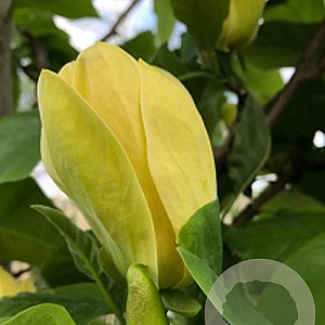 Magnolia brookl. 'Yellow Bird' 14-16 HO draadkluit