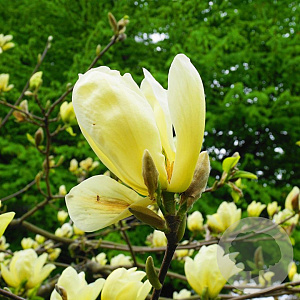 Magnolia denudata 'Fei Huang' 300-350 cm draadkluit meerstammig