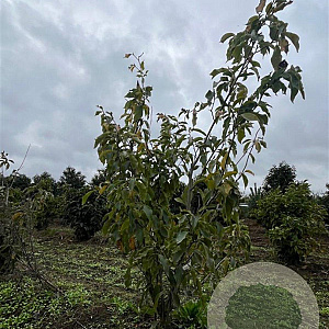 Magnolia 'Heaven Scent' 150-175 cm draadkluit meerstammig 80-100 breed