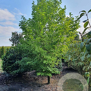 Magnolia kobus 600-700 cm draadkluit solitair