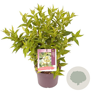 Diervilla sessilif. 'Butterfly' 40-50 cm 3,0L