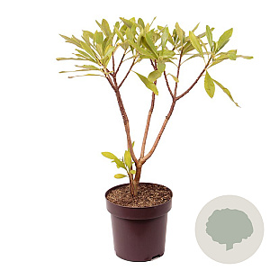 Edgeworthia chrys. 'Grandiflora' 60-70 cm 13L