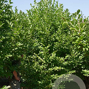 Magnolia loebneri 'Merrill' 350-400 cm draadkluit meerstammig op aanvraag