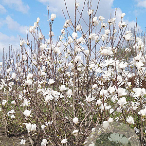 Magnolia loebneri 'Merrill' 400-450 cm draadkluit meerstammig