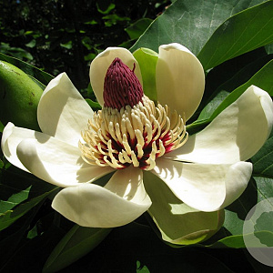 Magnolia obovata 350-400 cm draadkluit meerstammig op aanvraag