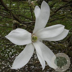 Magnolia proctoriana 14-16 HO draadkluit 250 cm stam