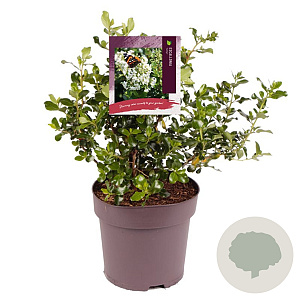 Escallonia 'Iveyi' 40-45 cm 10L