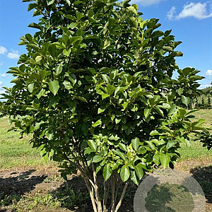 Magnolia soulangeana 250-300 cm draadkluit meerstammig