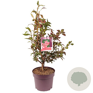 Euonymus alatus 60 cm 7,5L