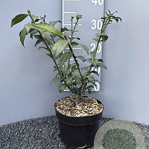Euonymus alat. 'Compactus' 35-40 cm 3,0L
