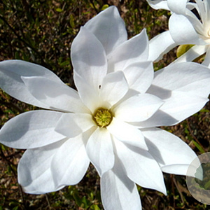 Magnolia st. 'Waterlily' 150-175 cm draadkluit meerstammig 80-100 breed