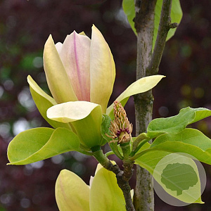 Magnolia 'Sunspire' 175-200 cm 40L meerstammig