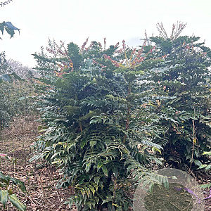 Mahonia japonica 125-150 cm met kluit struik