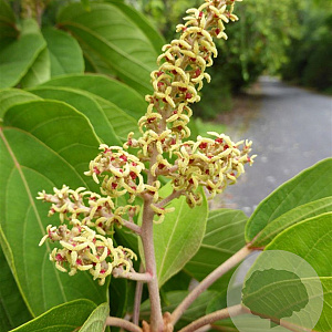 Mallotus japonicus 200-250 cm draadkluit solitair