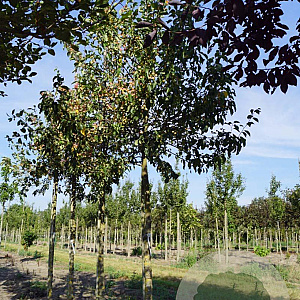 Malus baccata 'Akso' 16-18 HO draadkluit