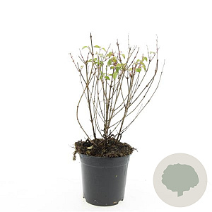 Fuchsia 'Riccartonii' GM 1.5