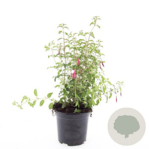 Fuchsia 'Riccartonii' GM 1.5