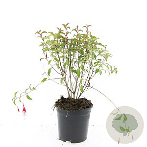 Fuchsia 'Riccartonii' GM 1.5