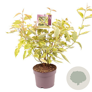 Cornus alba 'Gouchaultii' 60-70 cm 3,0L