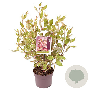 Cornus alba Miracle 60-70 cm 3,0L