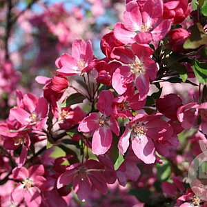 Malus 'Eleyi' 20-25 HO draadkluit 250 cm stam
