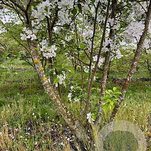 Malus 'Evereste' 350-400 cm draadkluit meerstammig op aanvraag