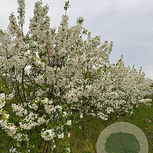 Malus 'Evereste' 350-400 cm draadkluit meerstammig op aanvraag