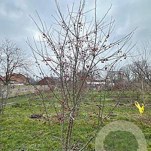 Malus 'Evereste' 300-350 cm draadkluit meerstammig