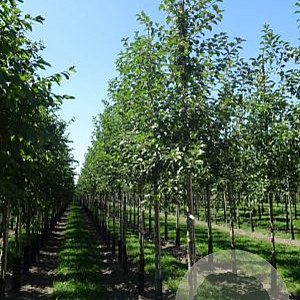 Malus 'Evereste' 16-18 HO draadkluit
