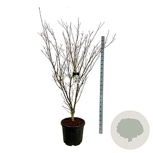 Cornus k. 'Weisse Fontaine' 170-200 cm cont. 55L extra