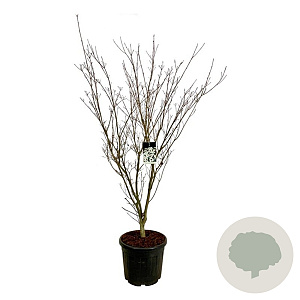 Cornus k. 'Weisse Fontaine' 170-200 cm cont. 55L extra