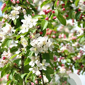 Malus 'Golden Hornet' 20-25 HO draadkluit 250 cm stam