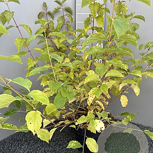 Cornus sang. 'Midwinter Fire' 50-70 cm 5,0L