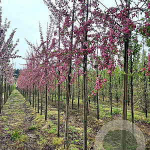Malus 'Hillieri' 8-10 HO draadkluit