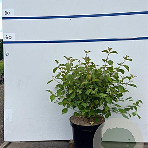 Cornus sang. 'Midwinter Fire' 60-80 cm 7,5L