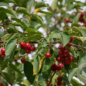 Malus hupehensis 'Arie Mauritz' 20-25 HO draadkluit 250 cm stam