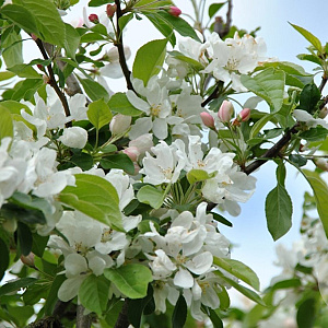 Malus 'John Downie' 600-700 cm draadkluit meerstammig