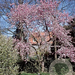 Malus 'Makamik' 300-350 cm draadkluit meerstammig