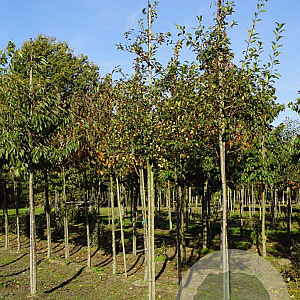 Malus micromalus 10-12 HO draadkluit
