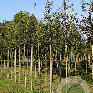 Malus micromalus 10-12 HO draadkluit