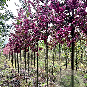Malus 'Profusion' 8-10 HO draadkluit