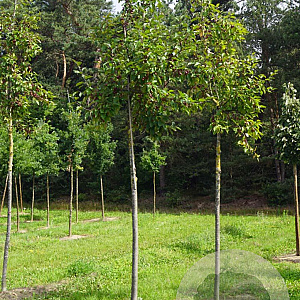 Malus 'Red Obelisk' 16-18 HO draadkluit