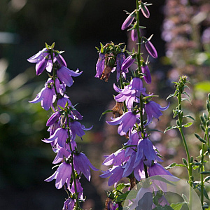 Campanula rapunculoides Cruydt-Hoek